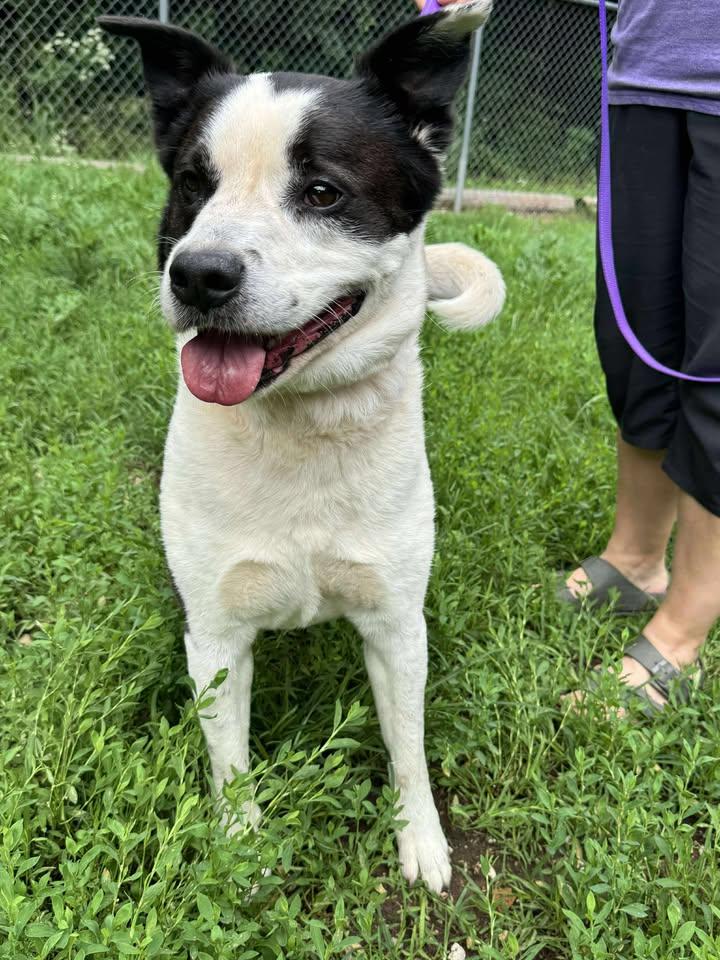 Hitch, a Adoptable mixed breed in Cleveland, OK image 4/4