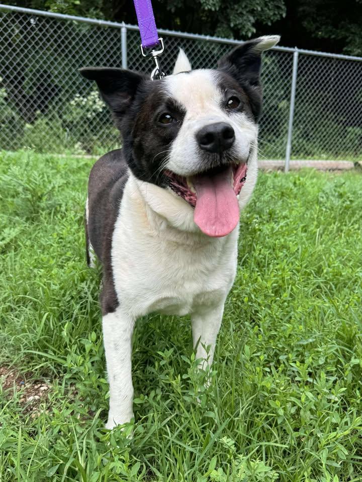 Hitch, a Adoptable mixed breed in Cleveland, OK image 1/4