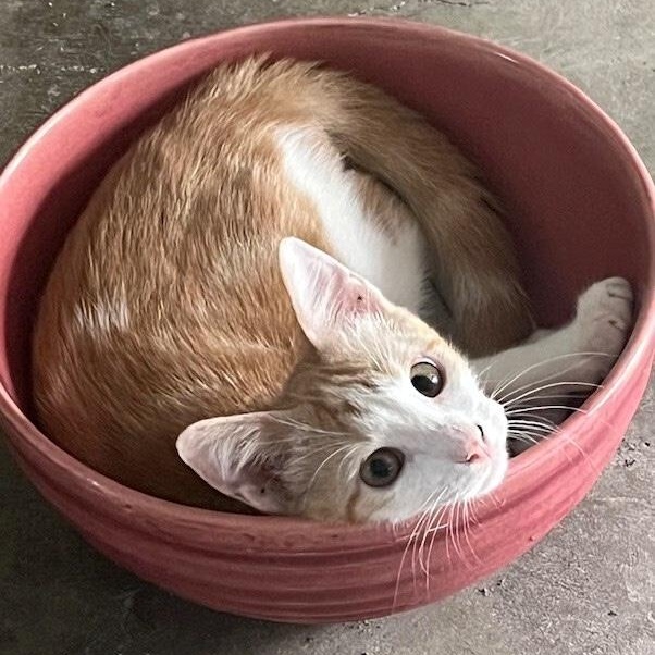 Pesto Pop — thumbnail 2