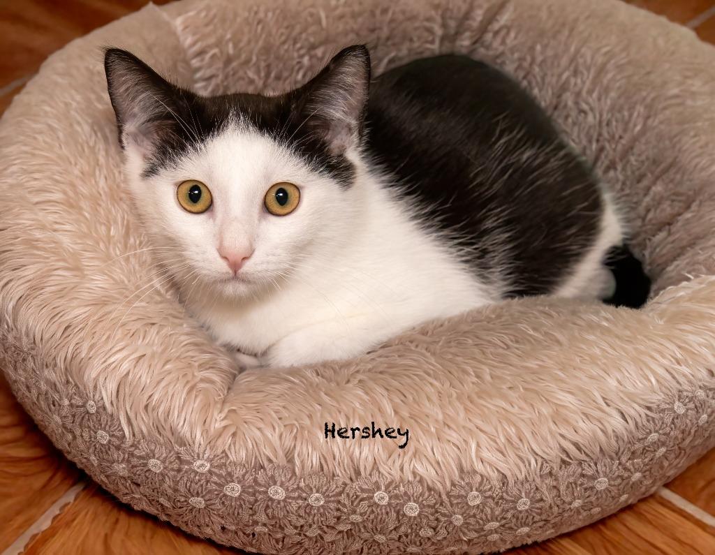 Hershey, Adoptable, Kitten Male Domestic Short Hair.