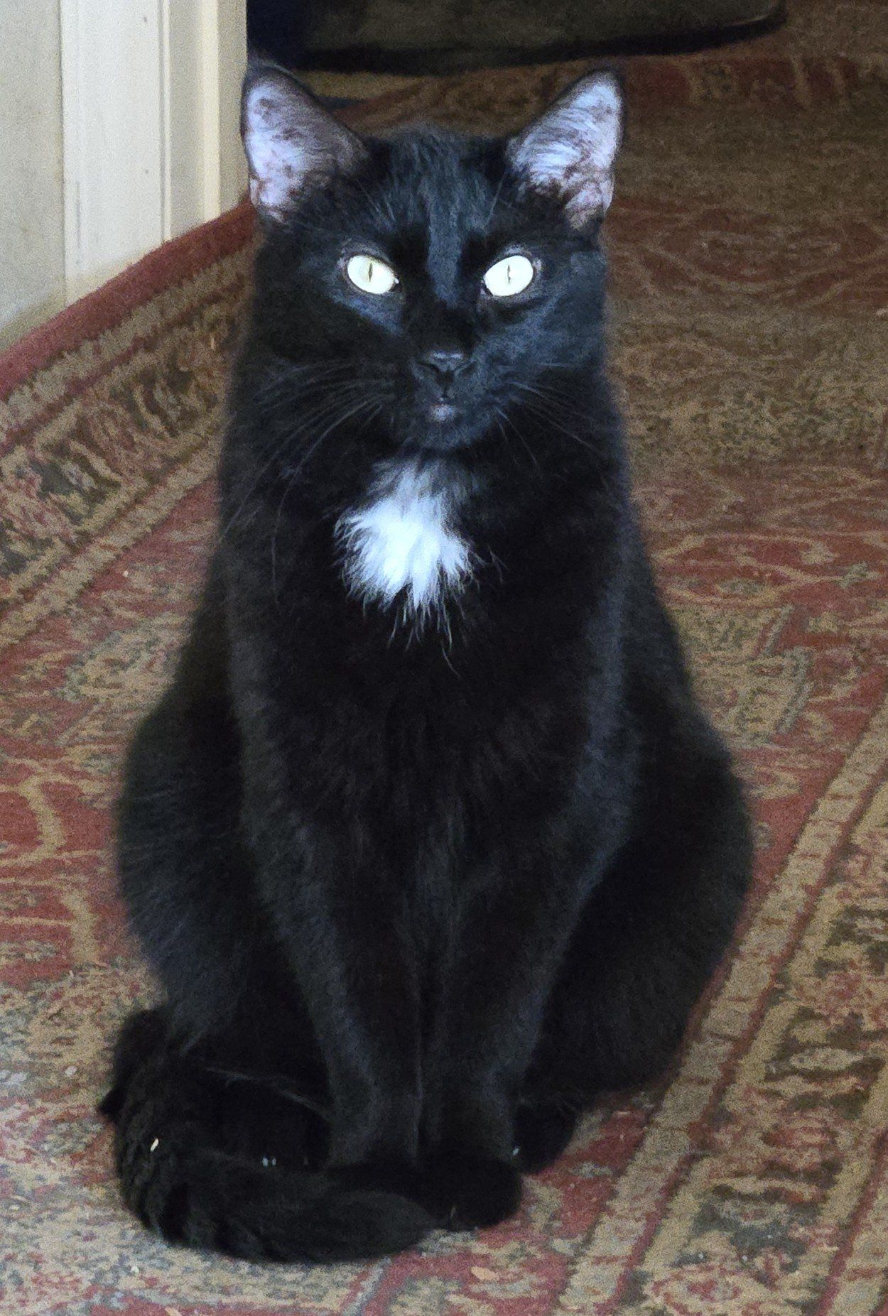 Dennis, a Adoptable Domestic Medium Hair in Mission, KS image 2/2