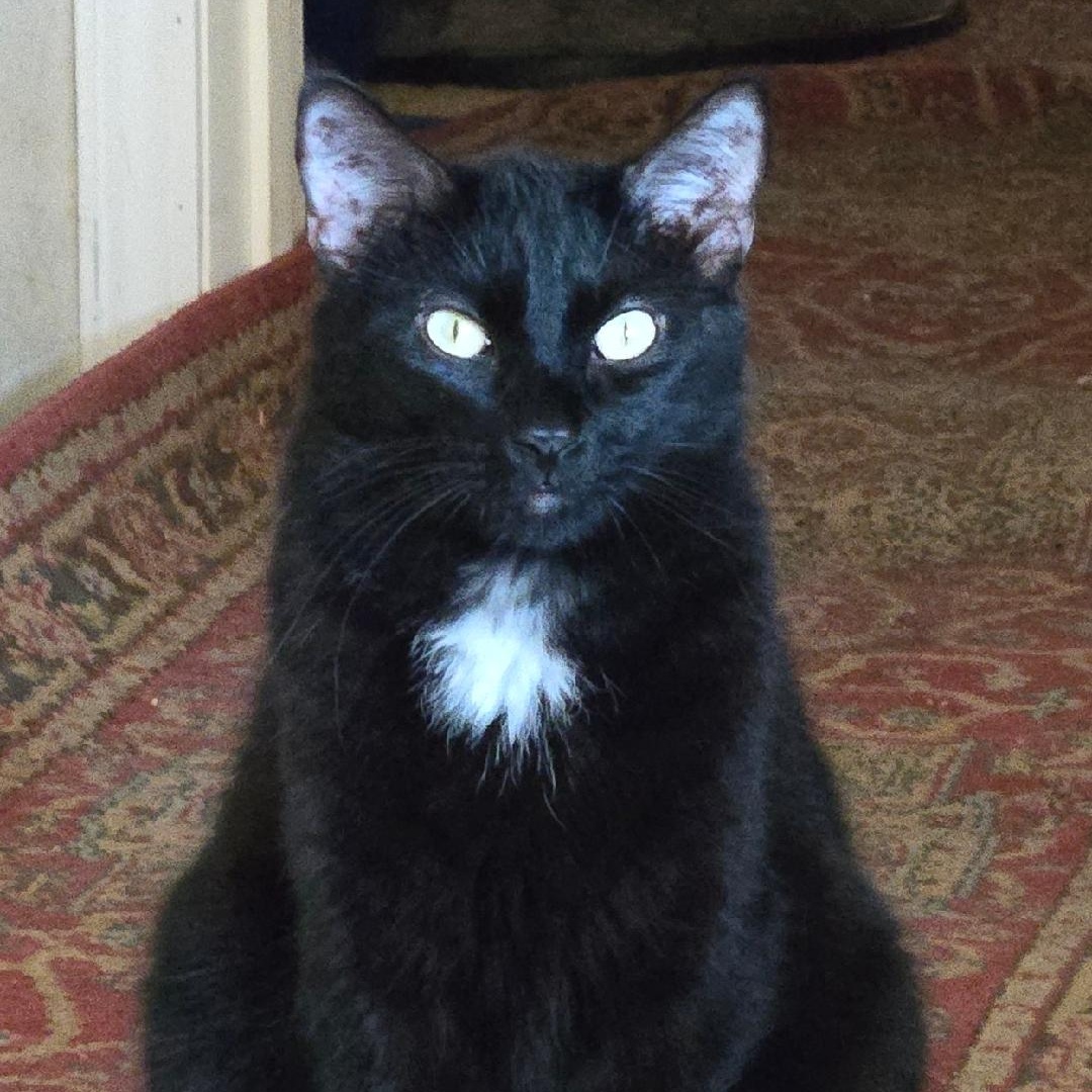 Dennis, Adoptable, Adult Male Domestic Medium Hair.