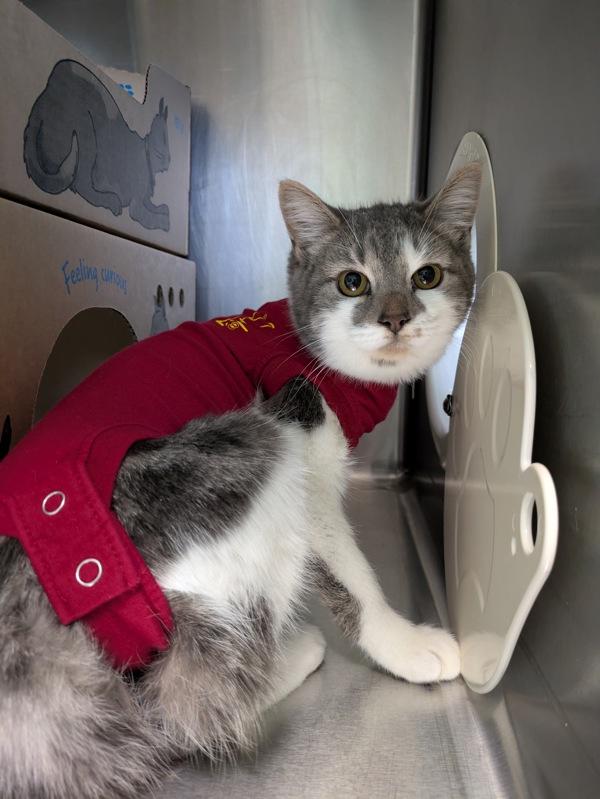 Twister, Adoptable, Young Female Domestic Short Hair.