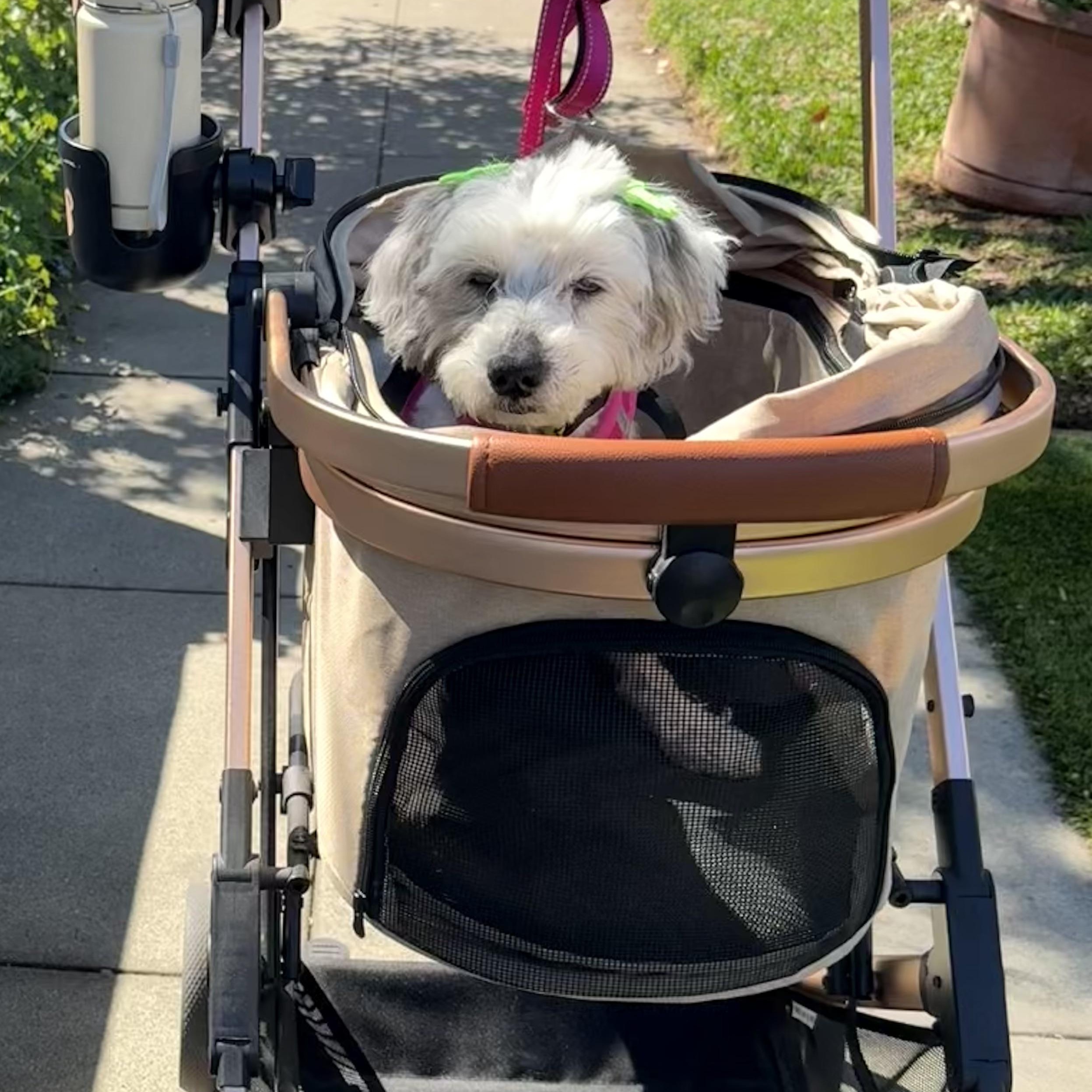 Enlarge Pippa, a ADOPTABLE mixed breed in Long Beach, CA image 5/6