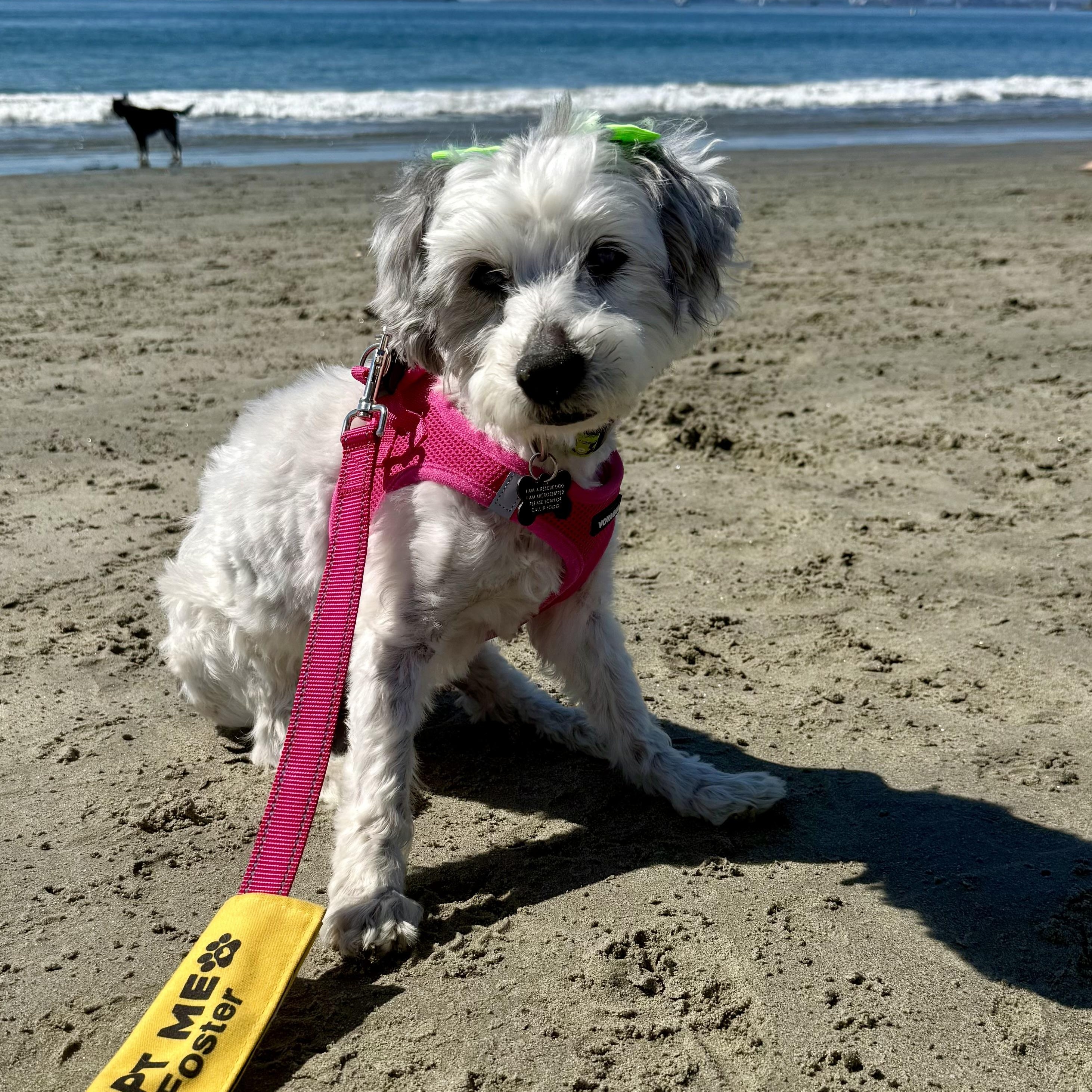 Enlarge Pippa, a ADOPTABLE mixed breed in Long Beach, CA image 2/6