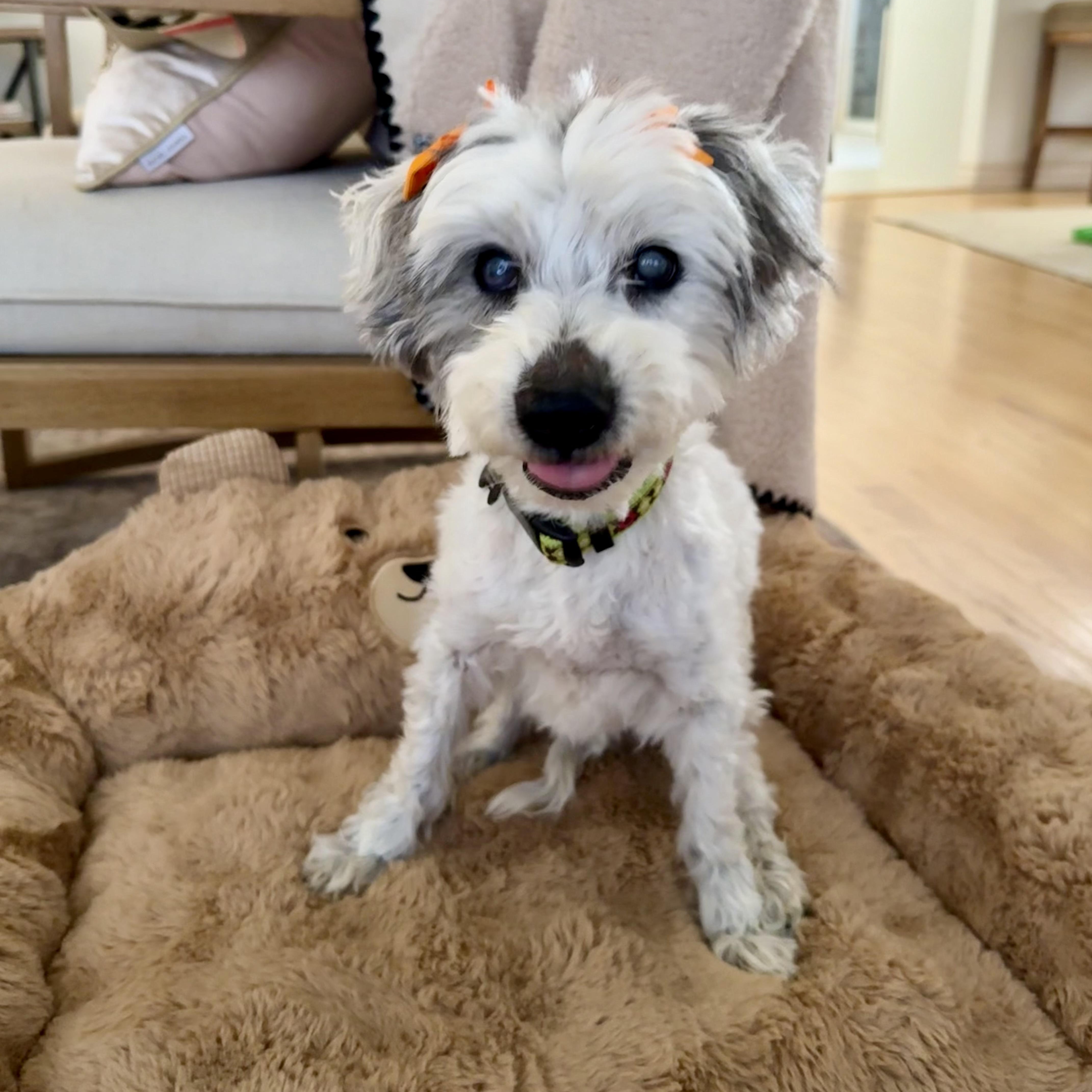 Enlarge Pippa, a ADOPTABLE mixed breed in Long Beach, CA image 4/6