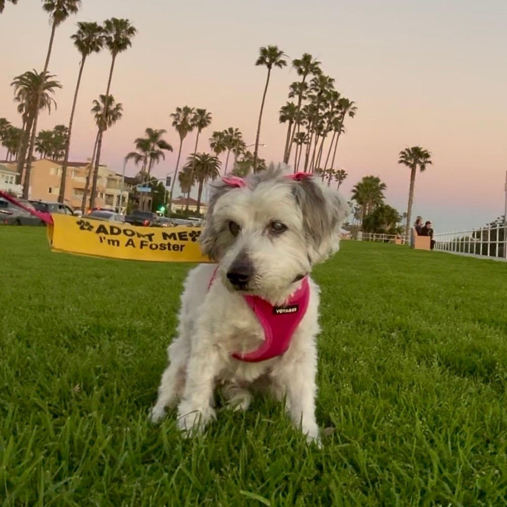 Enlarge Pippa, a ADOPTABLE mixed breed in Long Beach, CA image 3/6