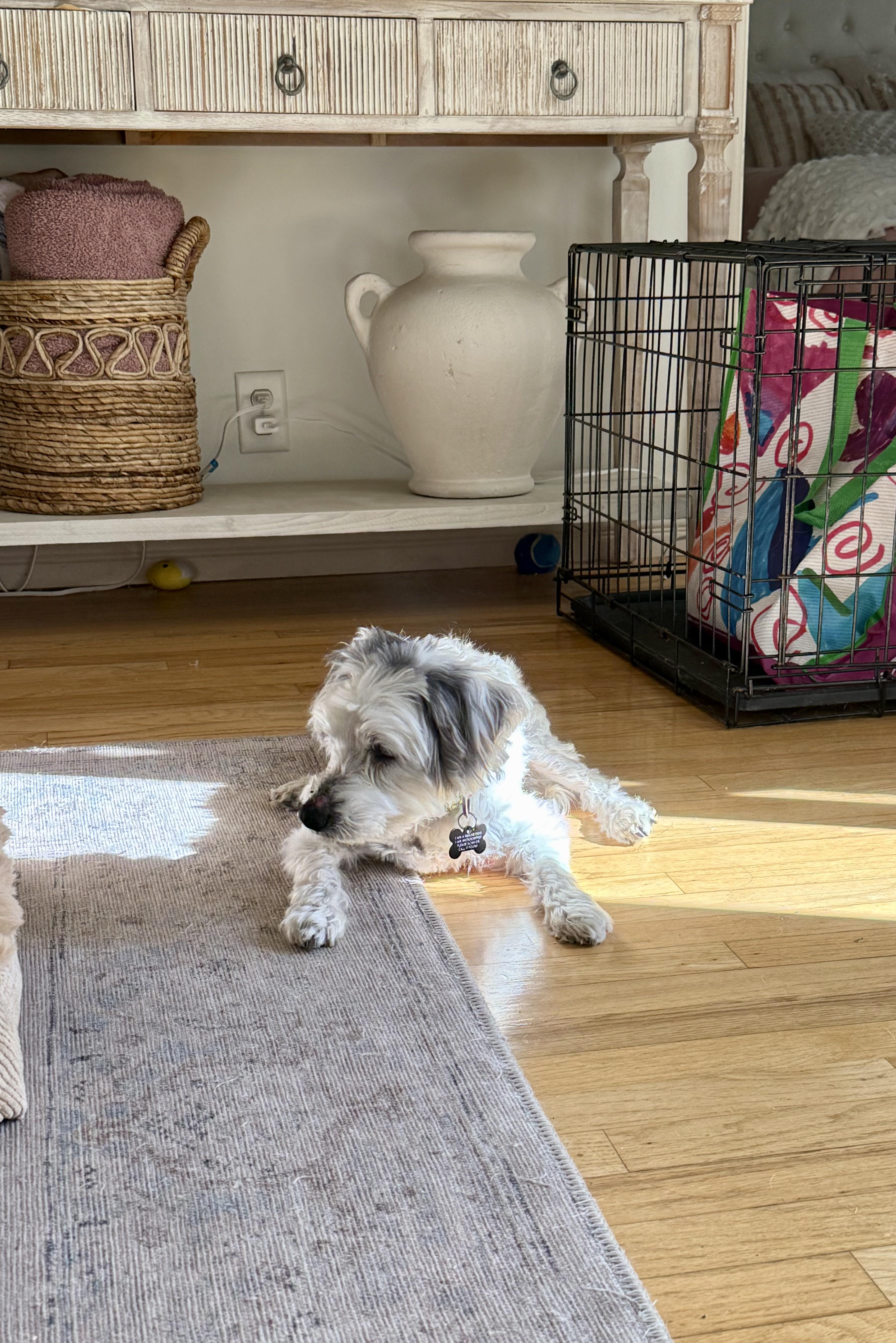 Enlarge Pippa, a ADOPTABLE mixed breed in Long Beach, CA image 6/6