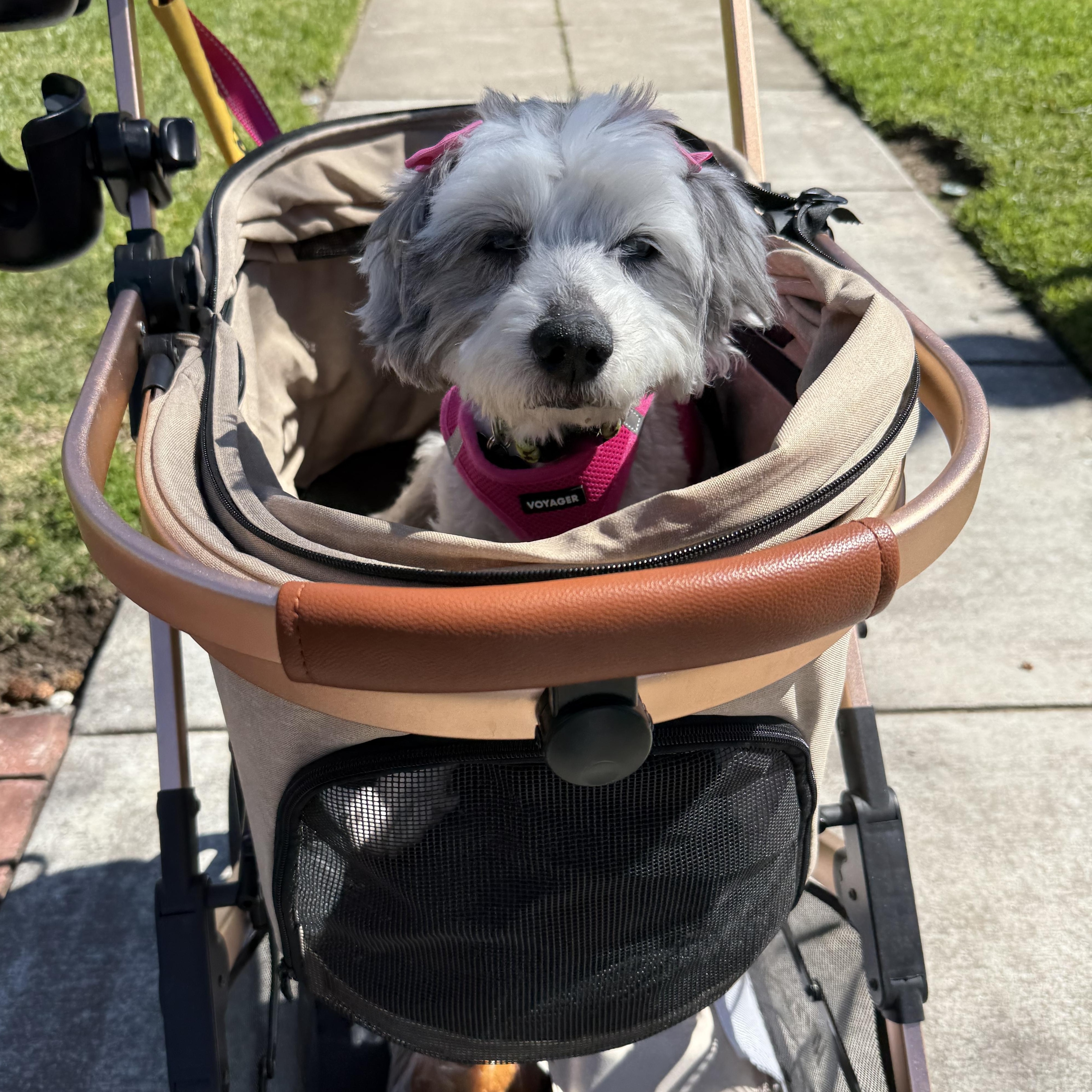 Pippa, ADOPTABLE, Senior Female Poodle.