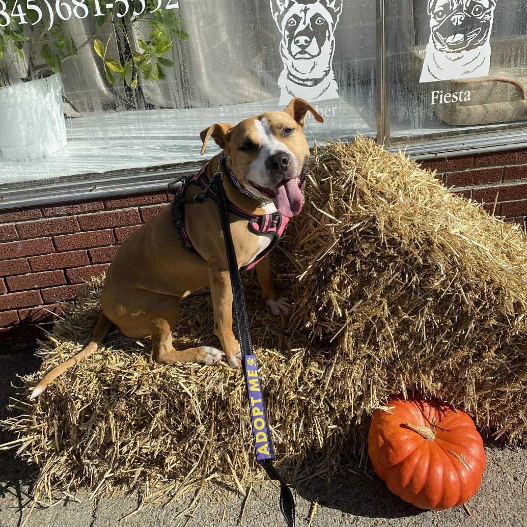 Mya, Adoptable, Adult Female Mixed Breed & Mixed Breed.