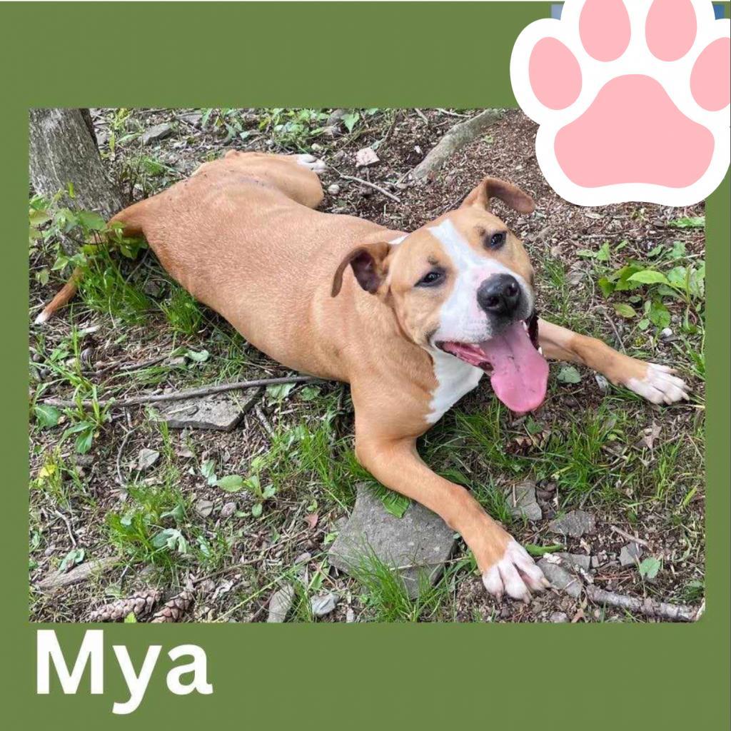 Mya, a Adoptable mixed breed in South Haven, MI image 2/6