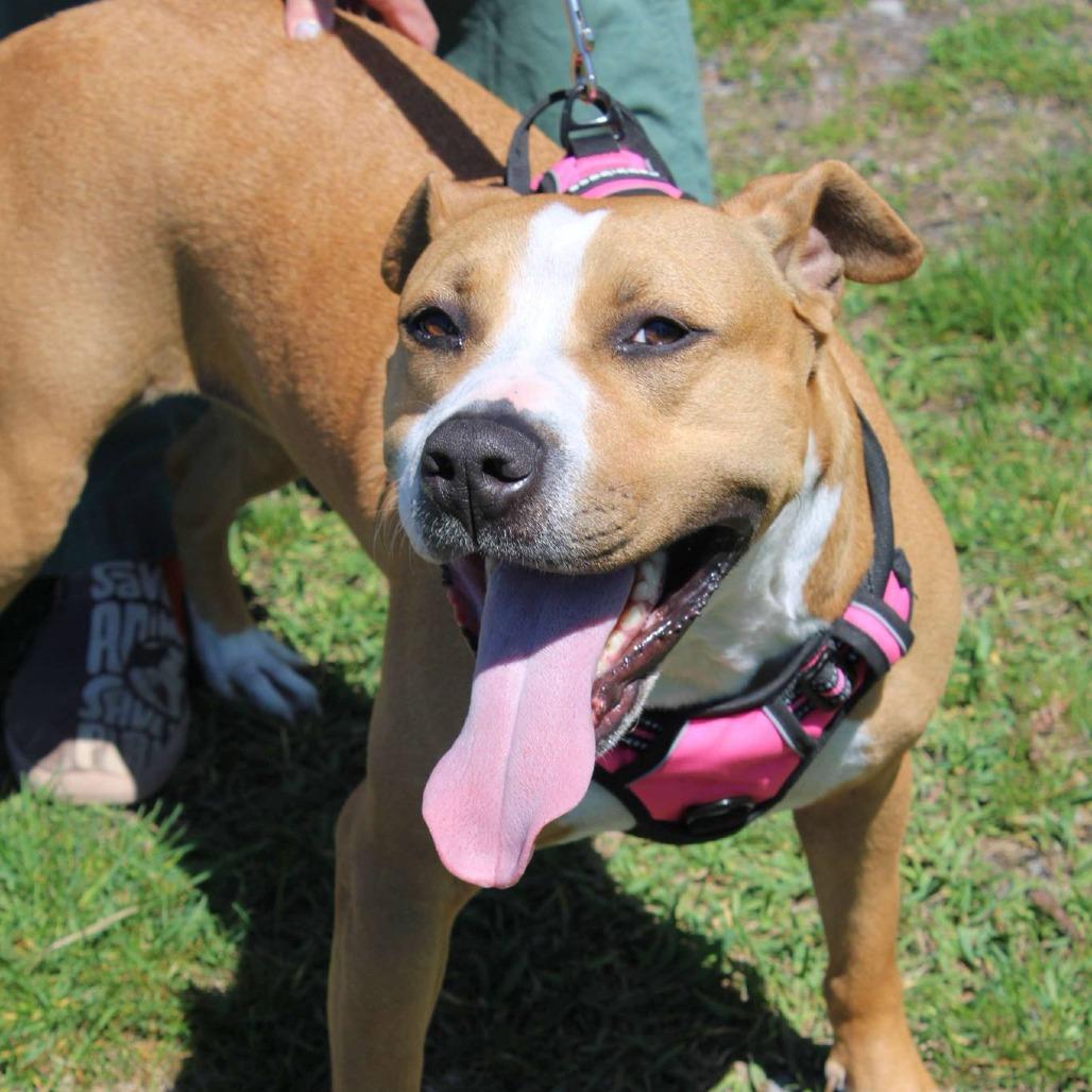 Mya, a Adoptable mixed breed in South Haven, MI image 4/6