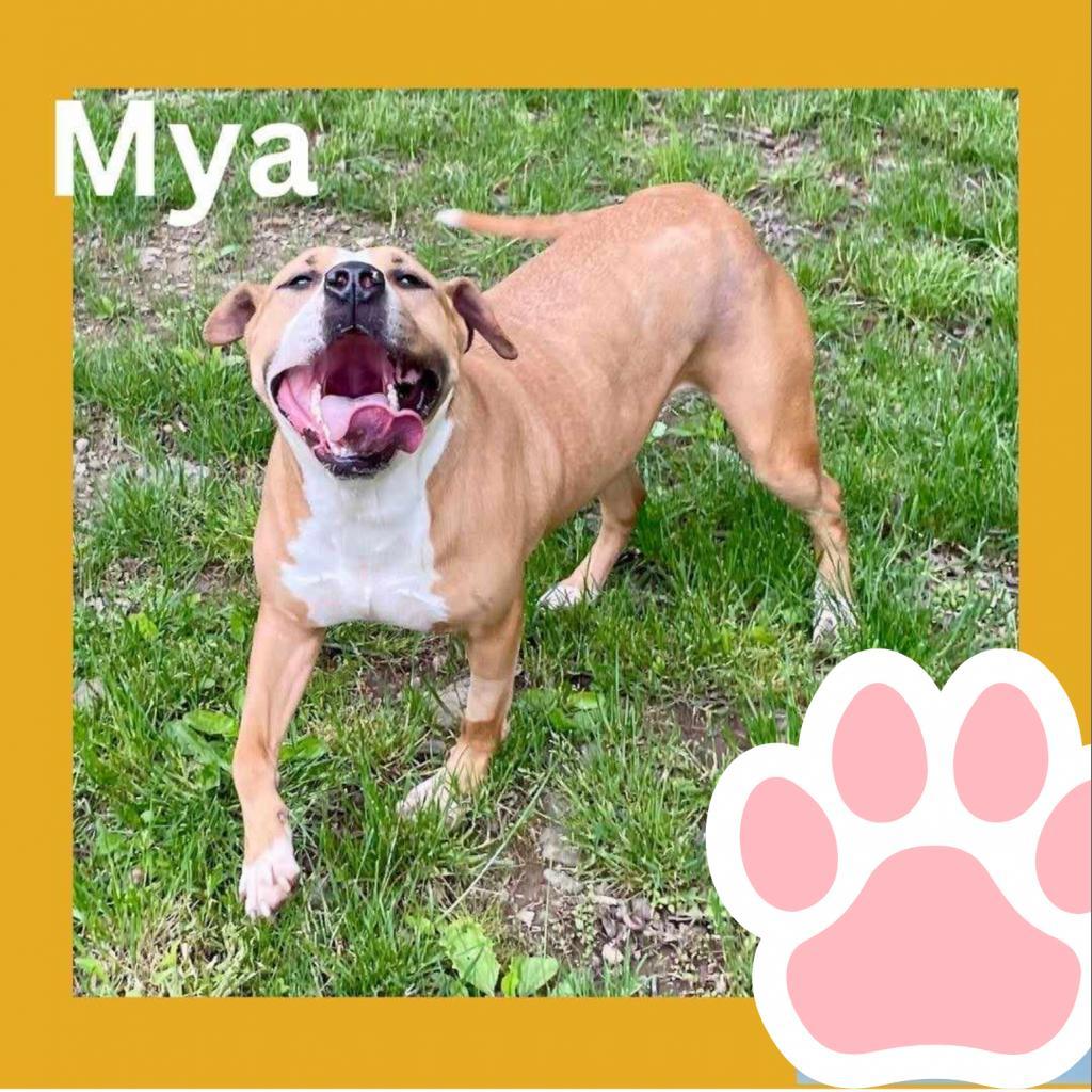 Mya, a Adoptable mixed breed in South Haven, MI image 6/6