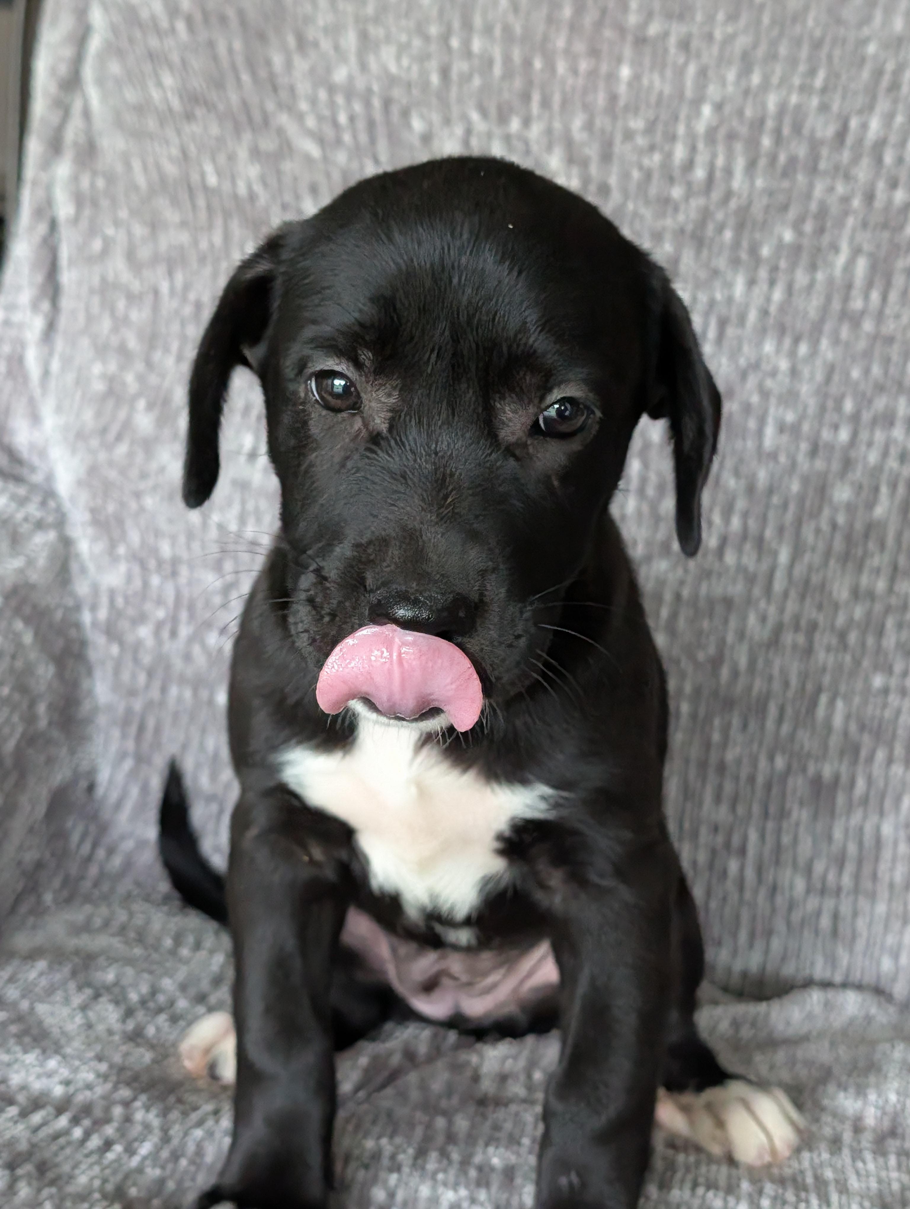 Heidi, a Adoptable mixed breed in Baton Rouge, LA image 3/3