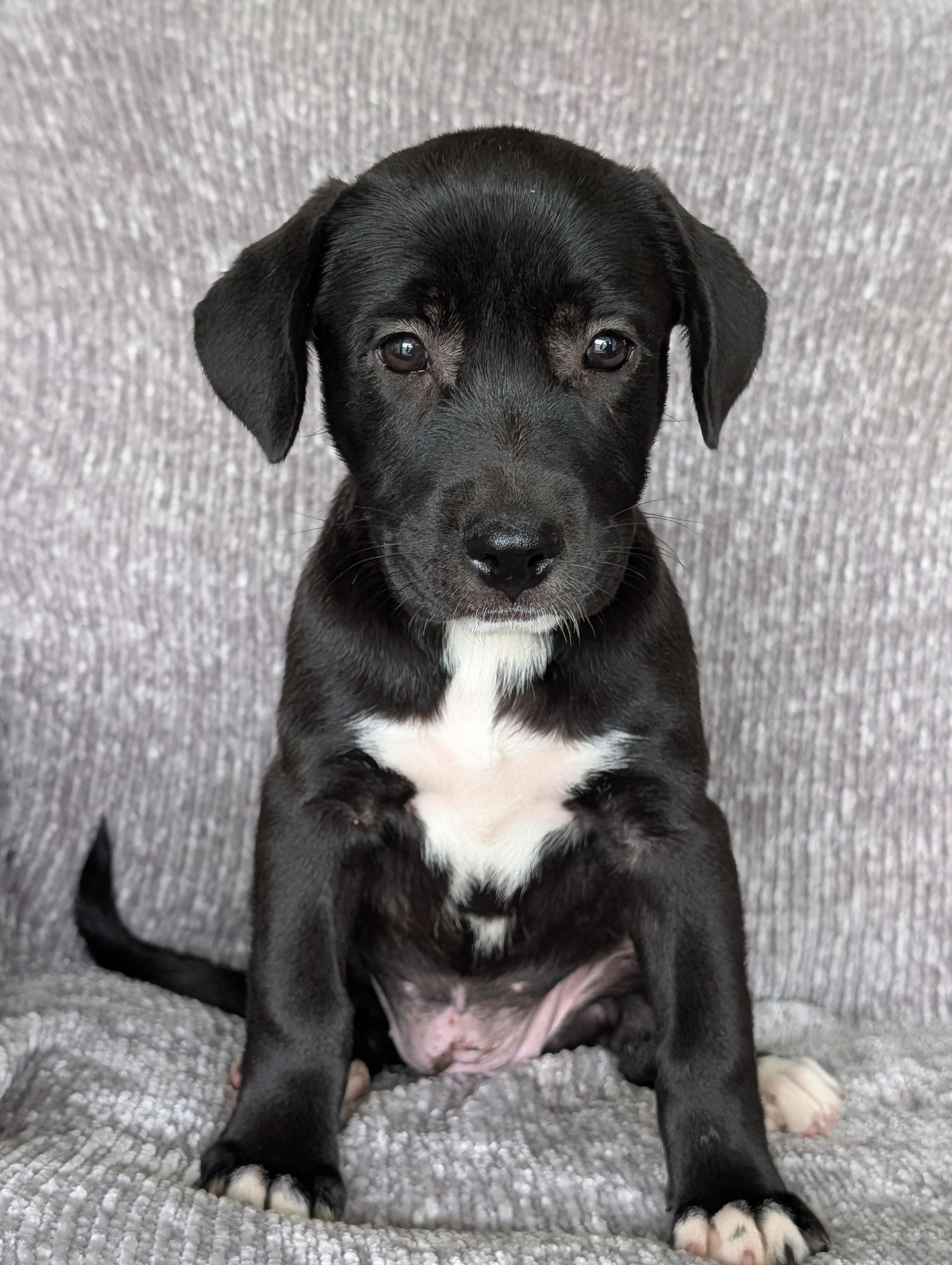 Heidi, a Adoptable mixed breed in Baton Rouge, LA image 2/3