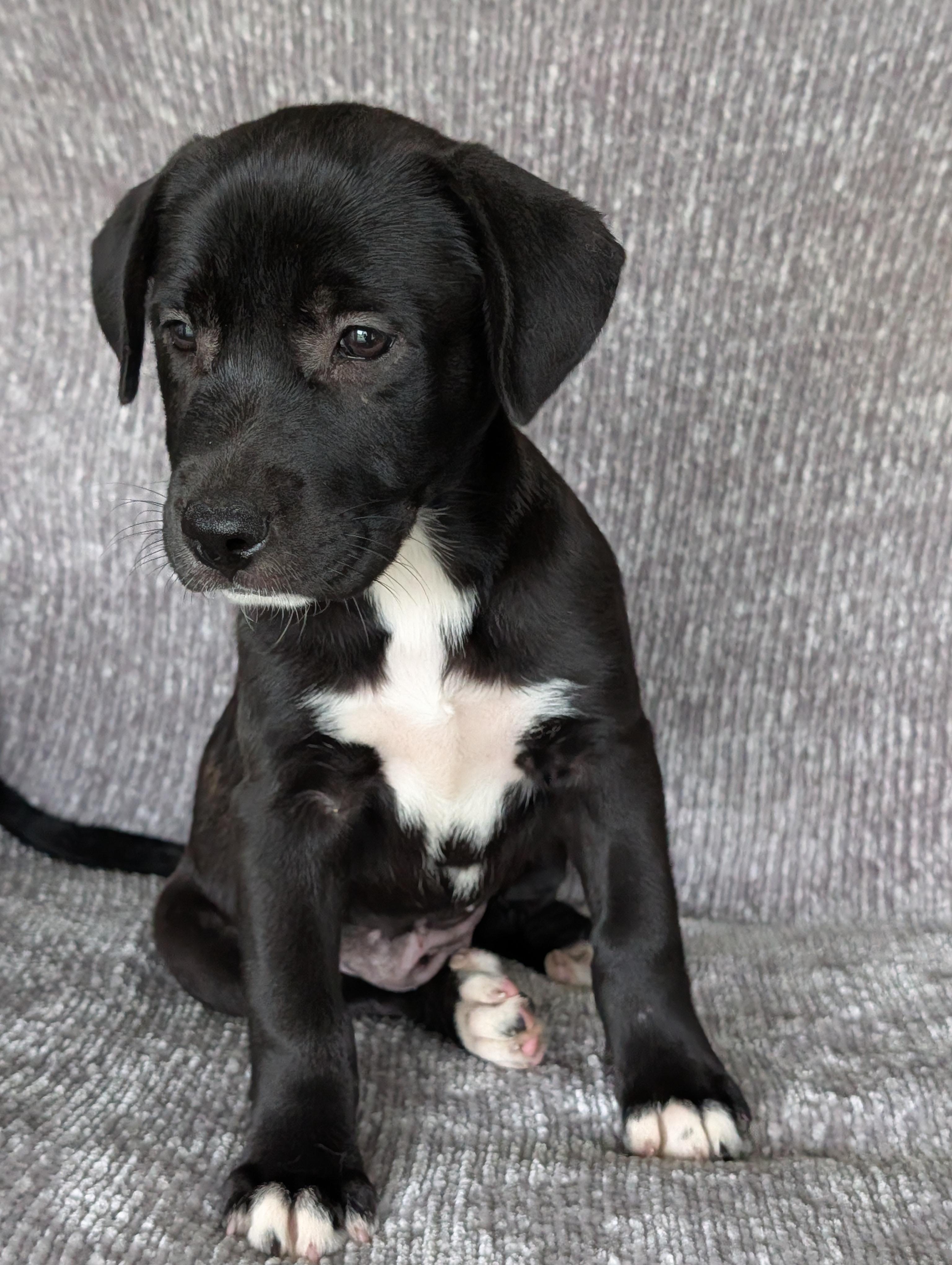 Heidi, Adoptable, Puppy Female Labrador Retriever & Terrier.