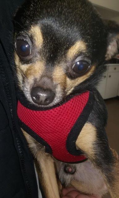 Enlarge Sosa, a Adopted Chihuahua in Gold Beach, OR image 1/1