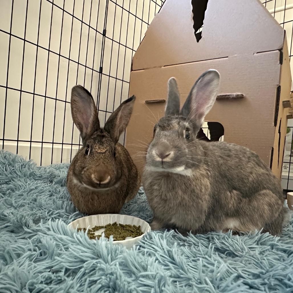 De Novo, Adoptable, Adult Male American.