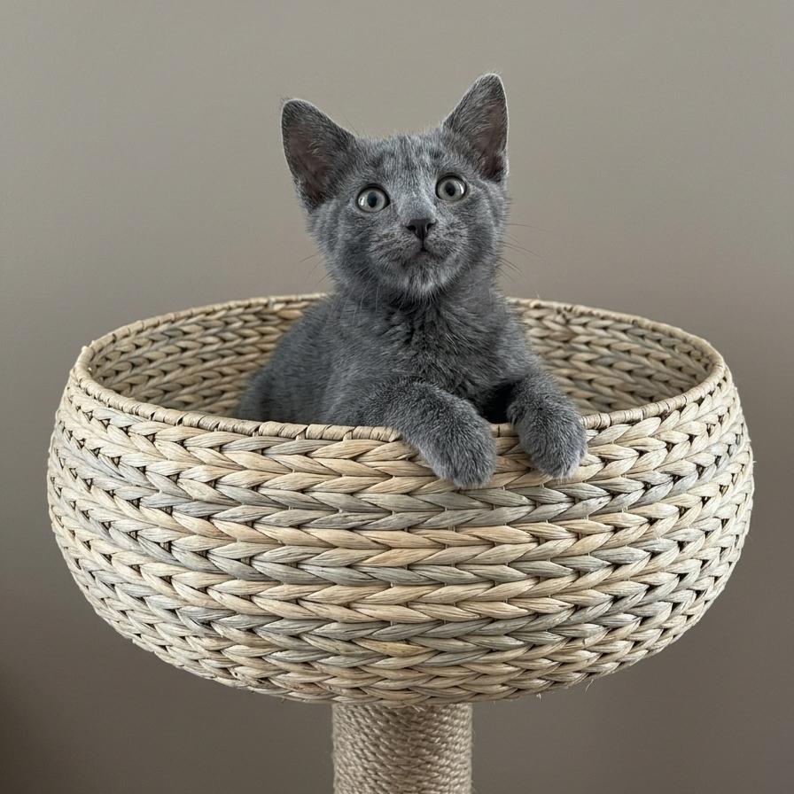 Grisou (Russian Blue Mix), a Adoptable mixed breed in Allen, TX image 2/6