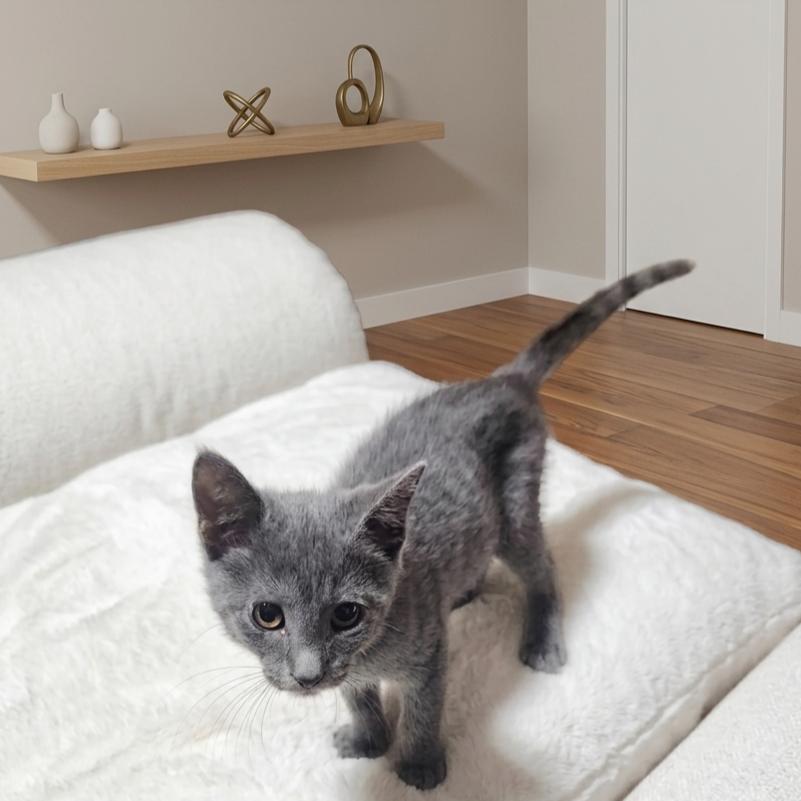 Grisou (Russian Blue Mix), a Adoptable mixed breed in Allen, TX image 4/6