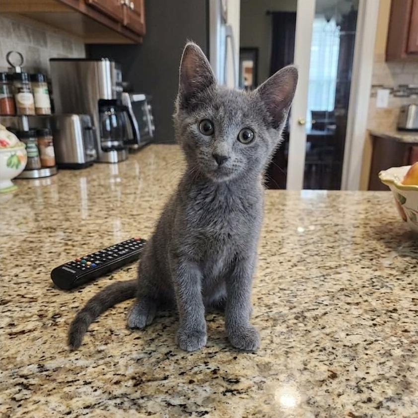 Grisou (Russian Blue Mix), a Adoptable mixed breed in Allen, TX image 5/6
