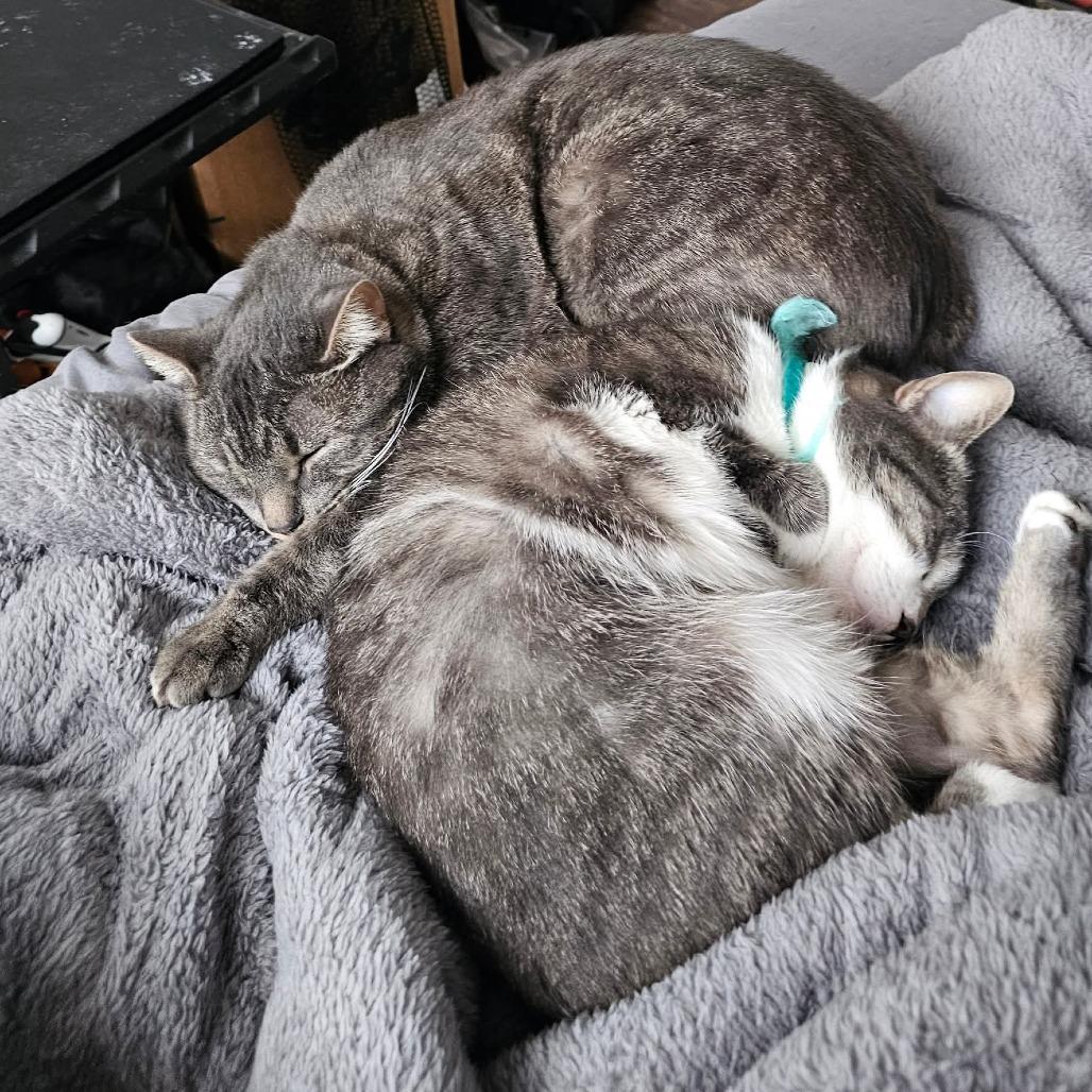 Devereaux — thumbnail 2