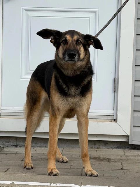 Enlarge Maya, a Adoptable mixed breed in Pointe-Fortune, QC image 3/3