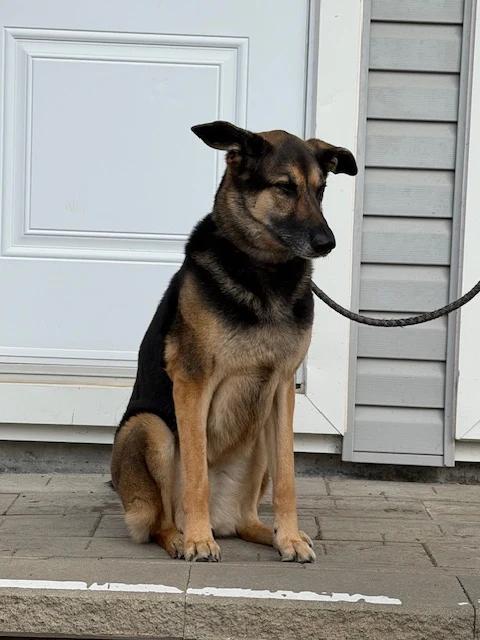 Enlarge Maya, a Adoptable mixed breed in Pointe-Fortune, QC image 2/3