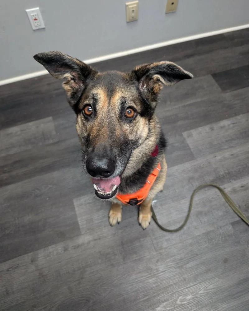 Maya, Adoptable, Adult Female German Shepherd Dog.