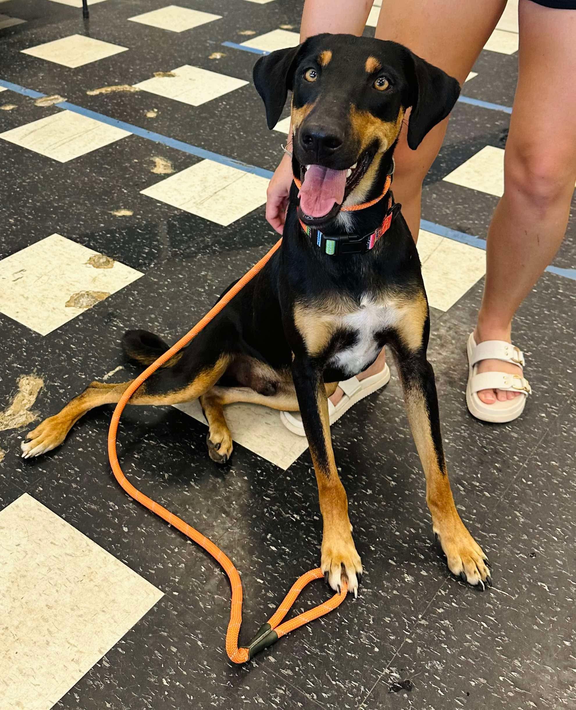 Blackie, an adoptable Mixed Breed in Brooks, ME, 04921 | Photo Image 4