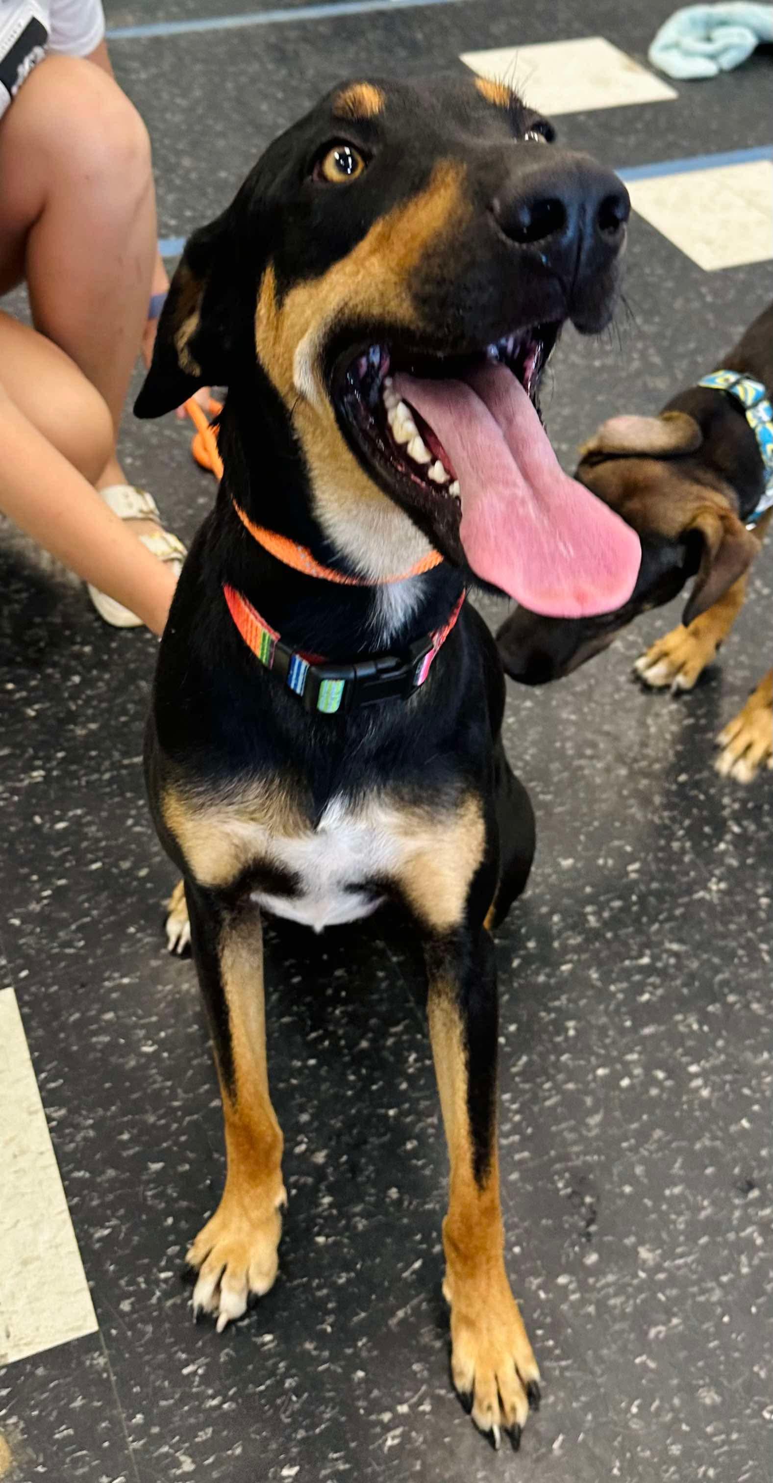 Blackie, an adoptable Mixed Breed in Brooks, ME, 04921 | Photo Image 3