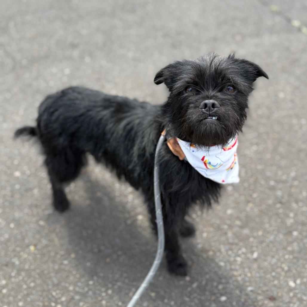 Tipsy, Adoptable, Adult Female Terrier & Mixed Breed.
