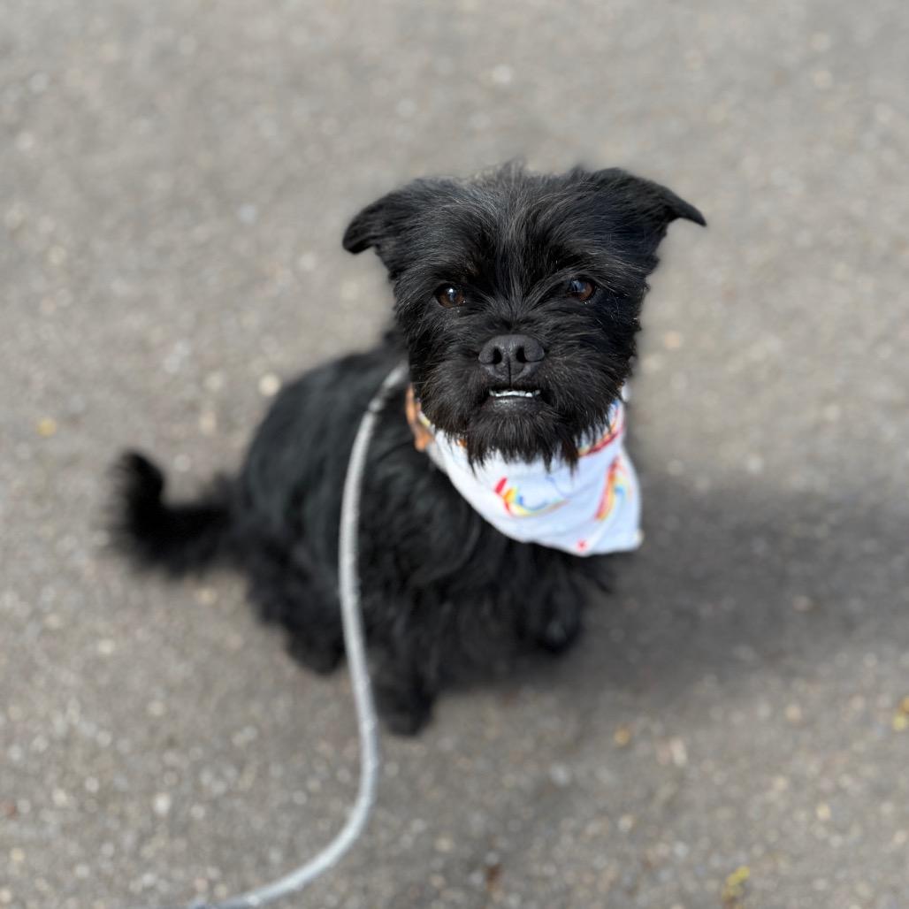 Enlarge Tipsy, a Adoptable mixed breed in Newberg, OR image 3/6