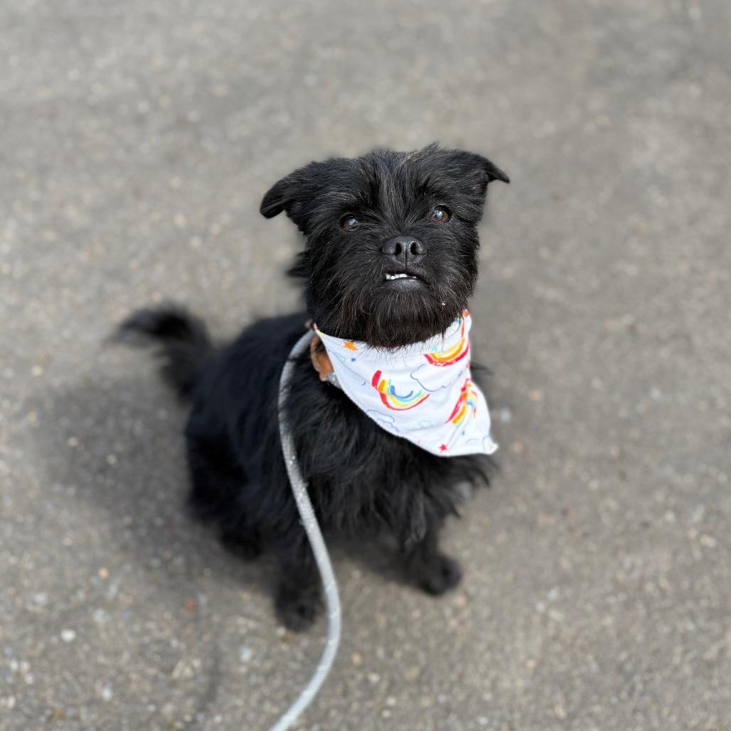 Enlarge Tipsy, a Adoptable mixed breed in Newberg, OR image 5/6