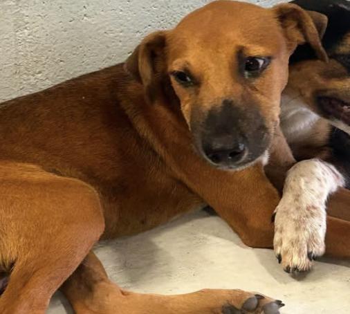 Conan, Adoptable, Puppy Male Hound.