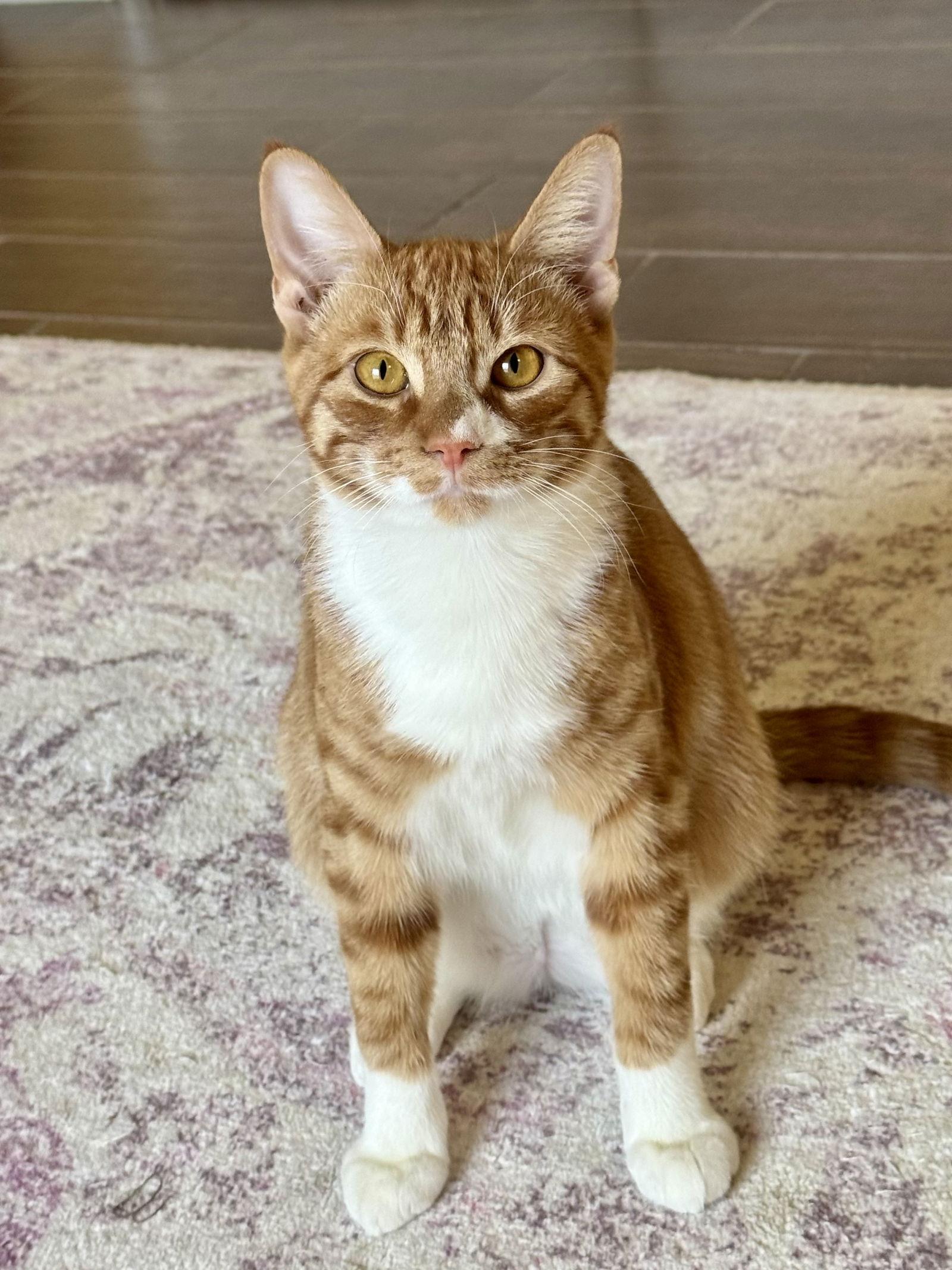 Rain, a Adoptable Domestic Short Hair in Arlington, TX image 1/3