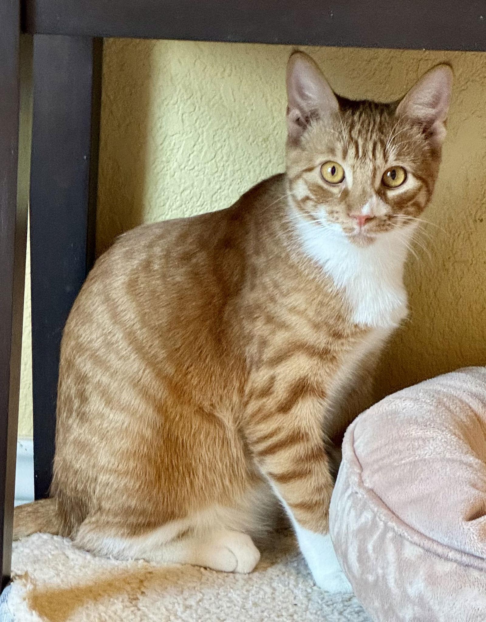 Rain, a Adoptable Domestic Short Hair in Arlington, TX image 2/3