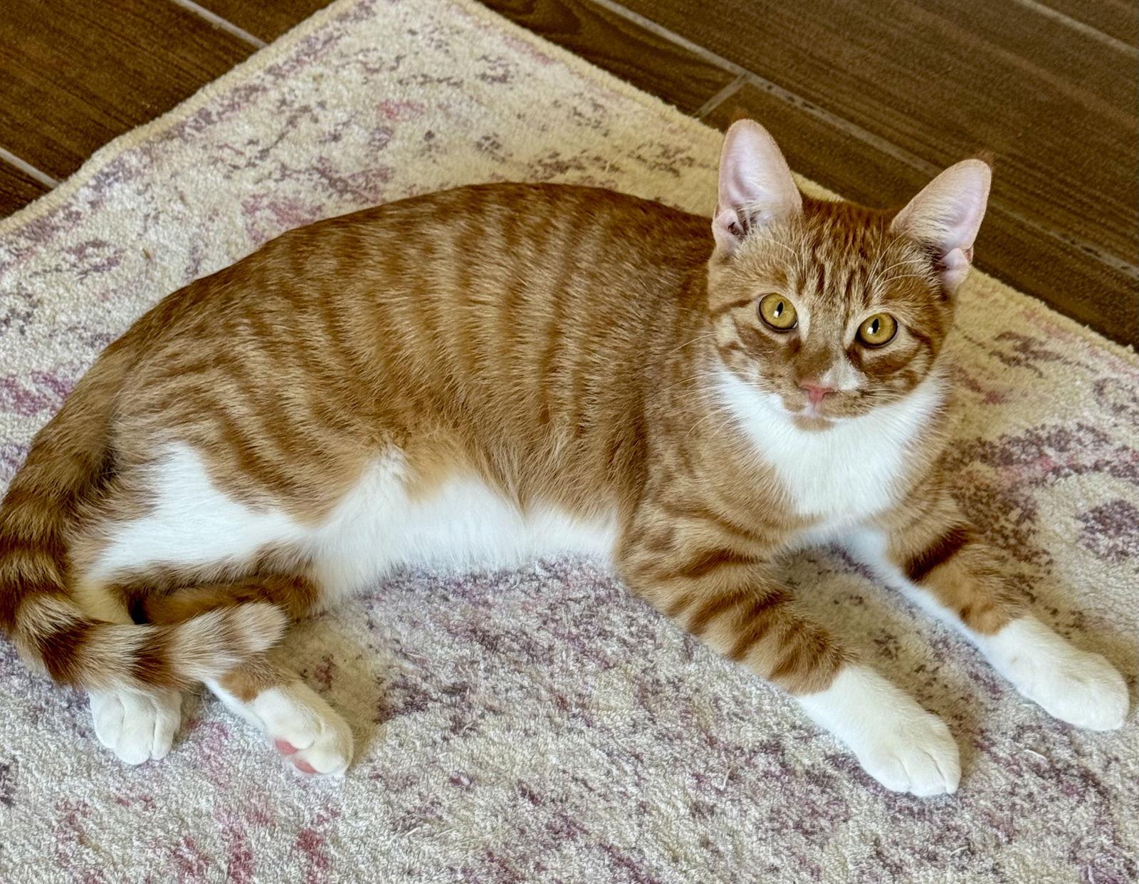 Rain, a Adoptable Domestic Short Hair in Arlington, TX image 3/3