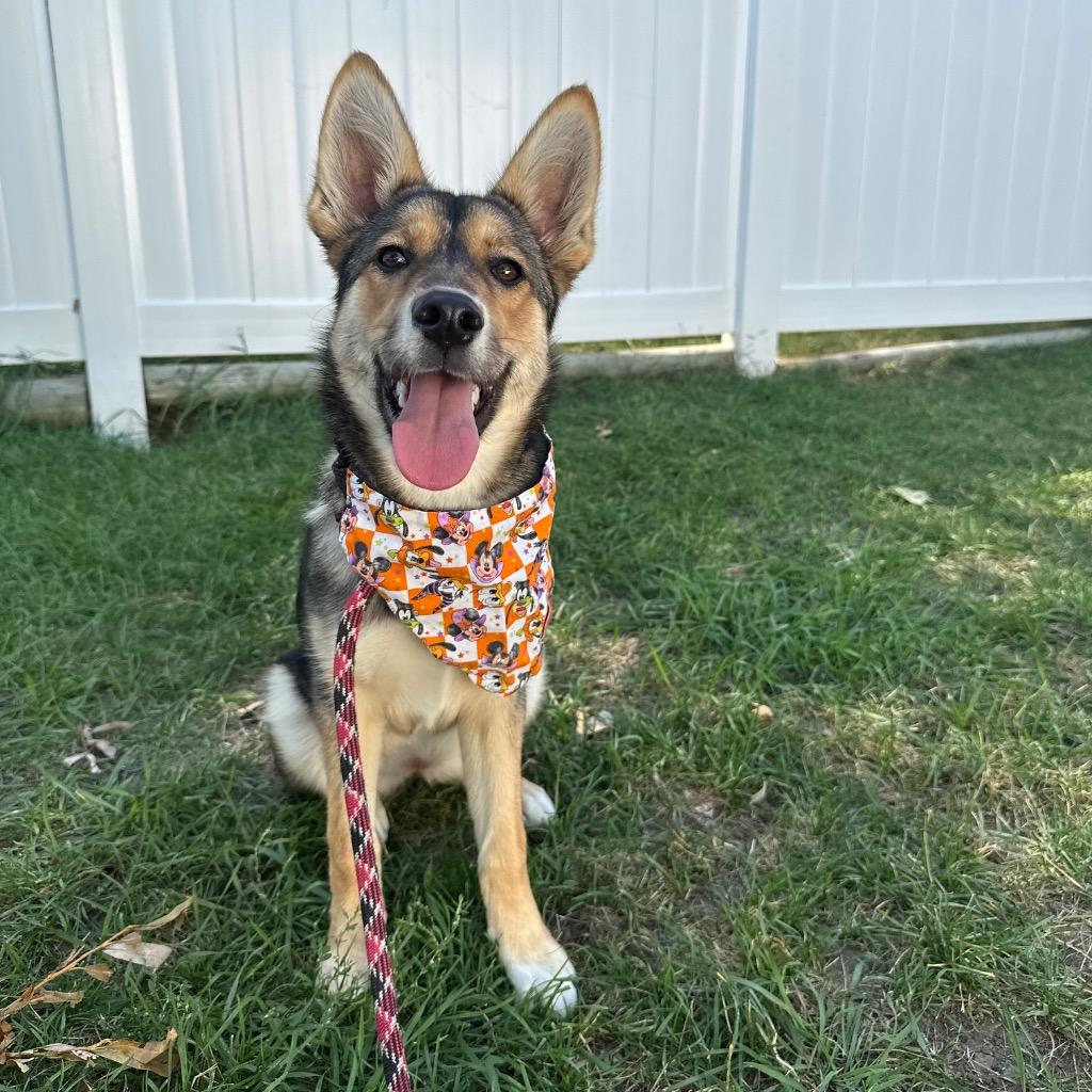 Chloe (Moana), Adopted, Puppy Female Husky & Corgi.