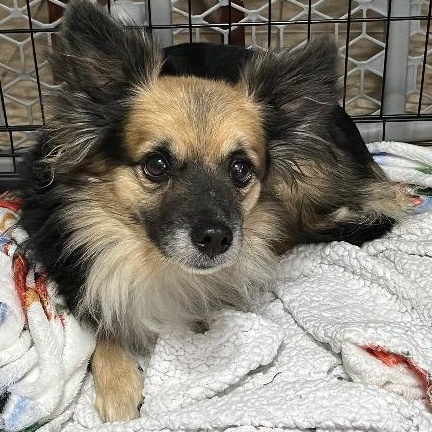 Enlarge Hawk, a ADOPTABLE mixed breed in Chelmsford, MA image 1/2