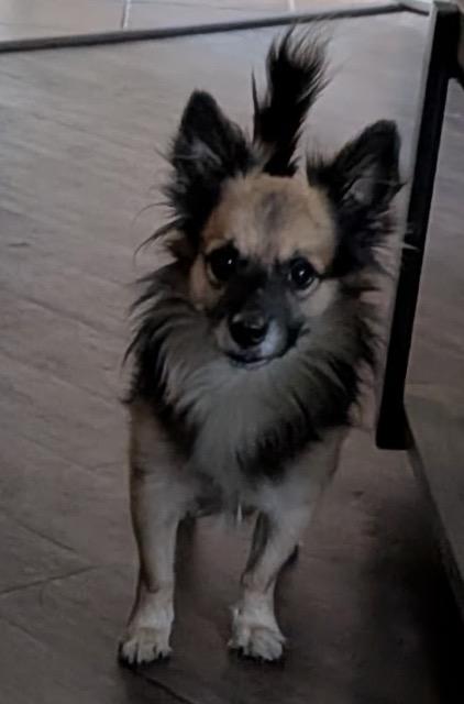 Enlarge Hawk, a ADOPTABLE mixed breed in Chelmsford, MA image 2/2