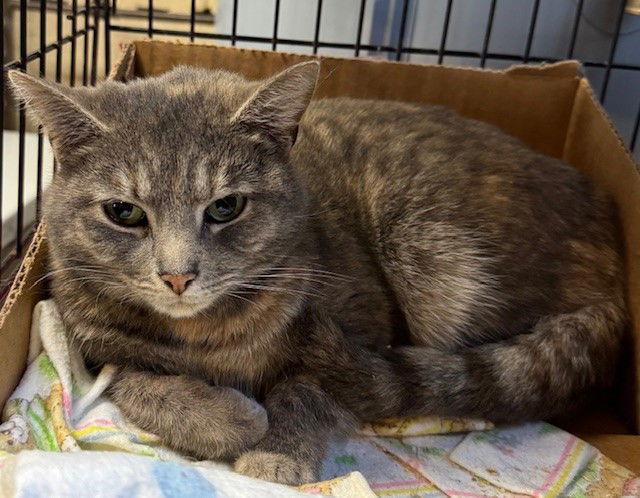 Enlarge Fleona, a Adopted mixed breed in Apollo, PA image 1/2