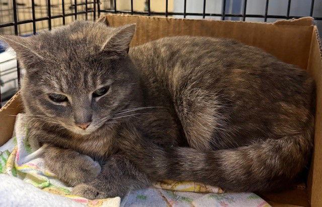 Enlarge Fleona, a Adopted mixed breed in Apollo, PA image 2/2