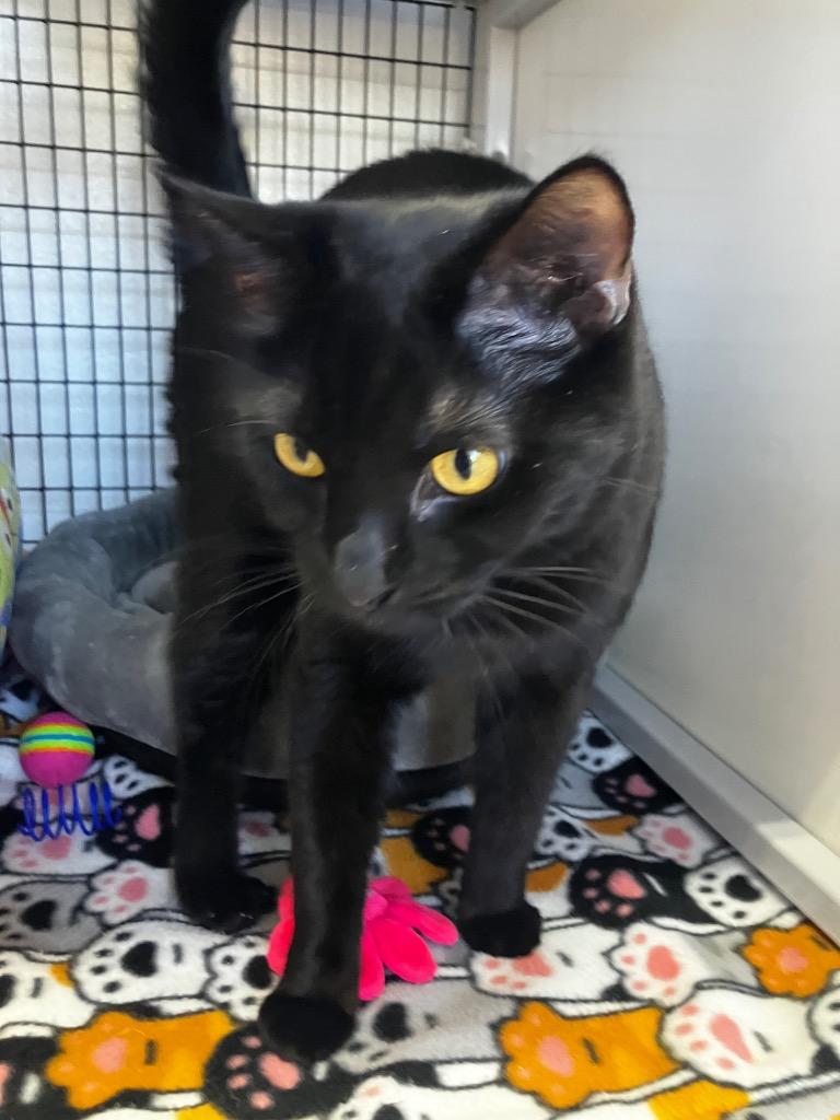 Sebastion / Riri, Adoptable, Adult Male Domestic Short Hair.