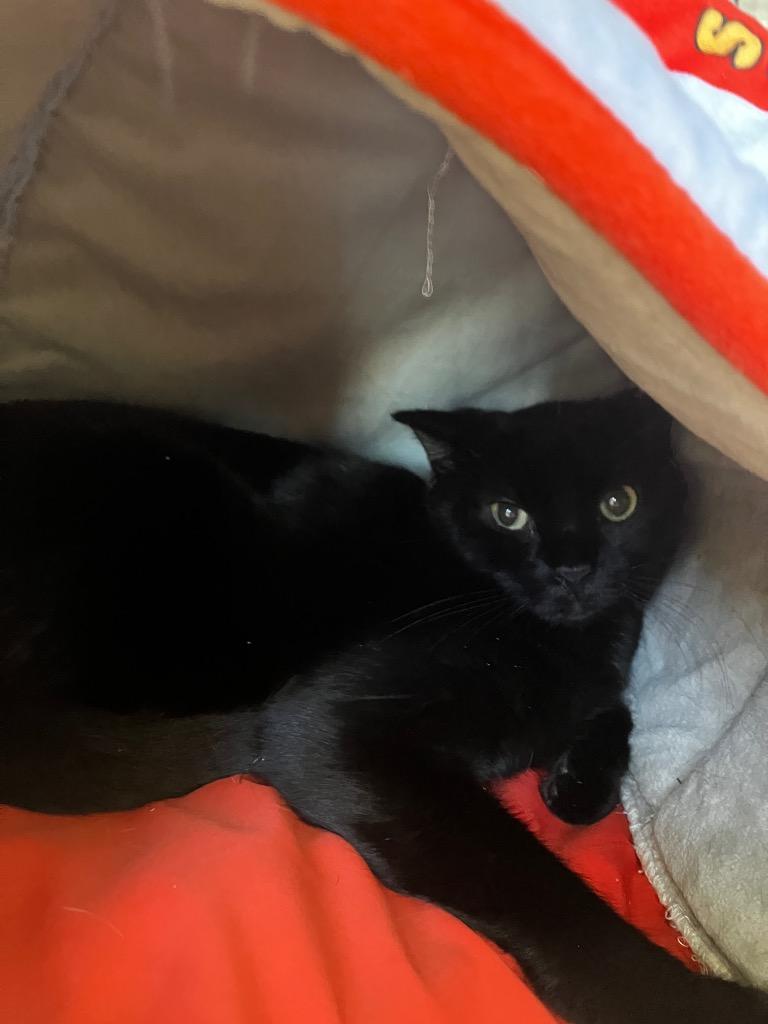 Sebastion / Riri, a Adoptable mixed breed in Peoria, AZ image 2/5