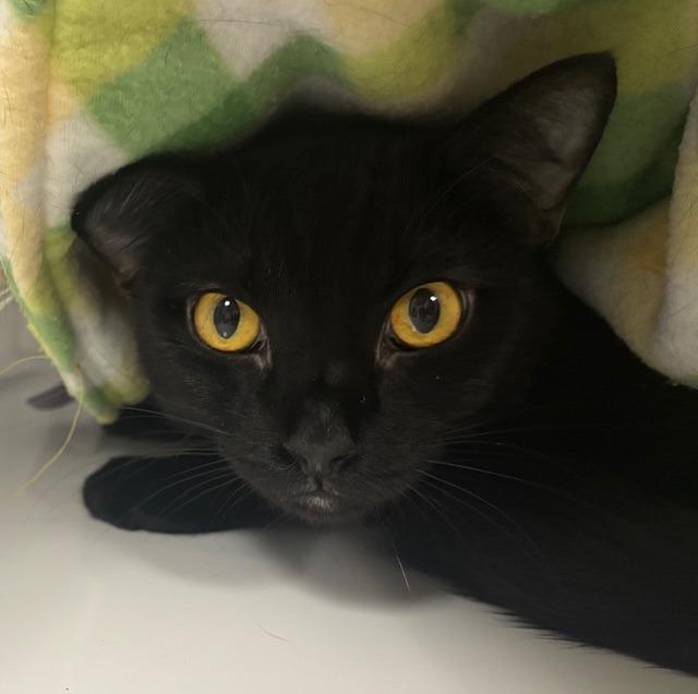 Enlarge Sebastion / Riri, a Adoptable mixed breed in Peoria, AZ image 2/2