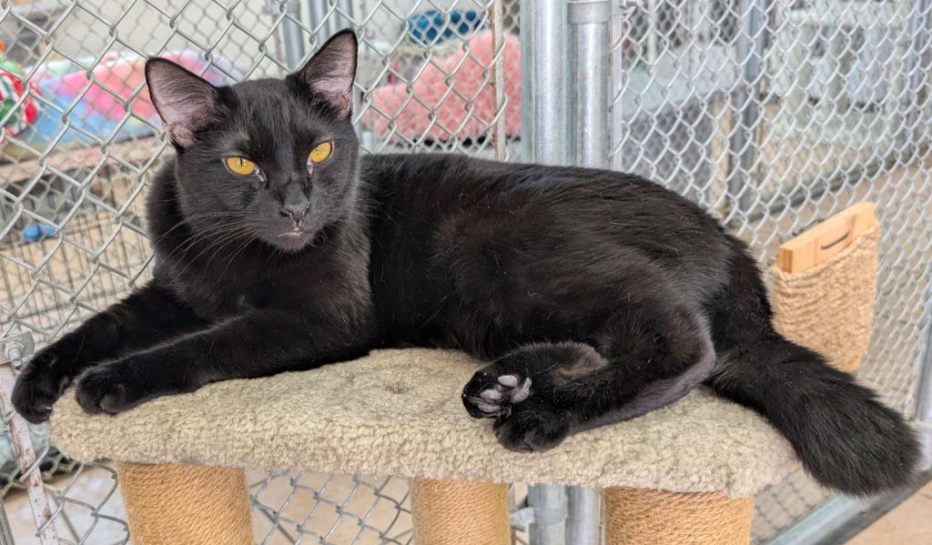 Sebastion / Riri, a Adoptable mixed breed in Peoria, AZ image 5/5