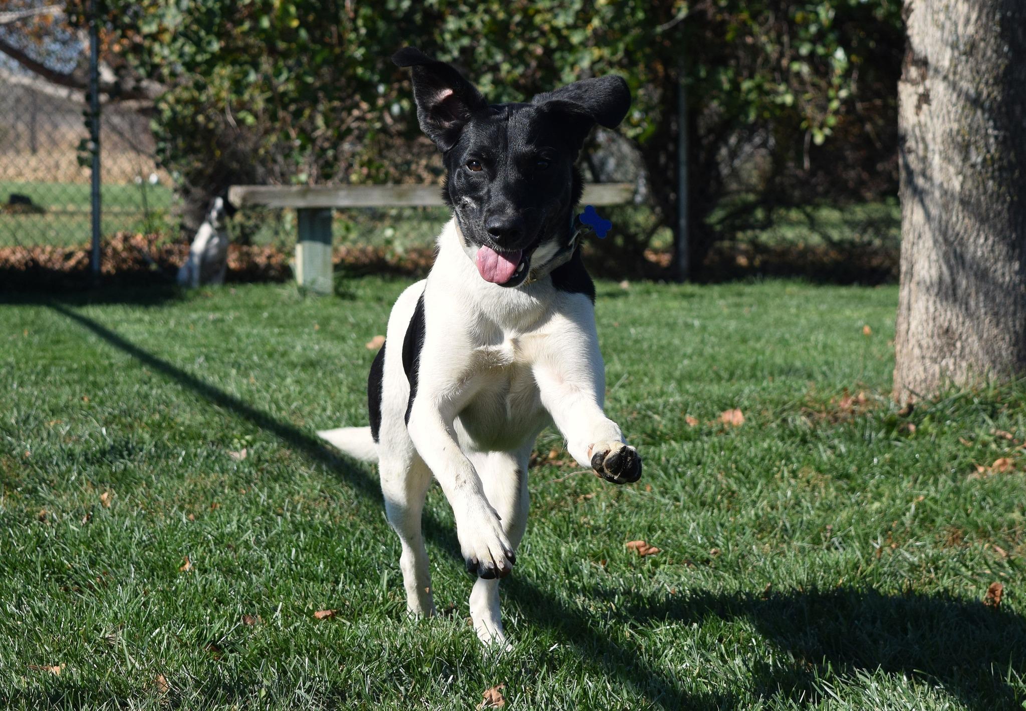 Florio, a Adoptable mixed breed in Tomah, WI image 5/5