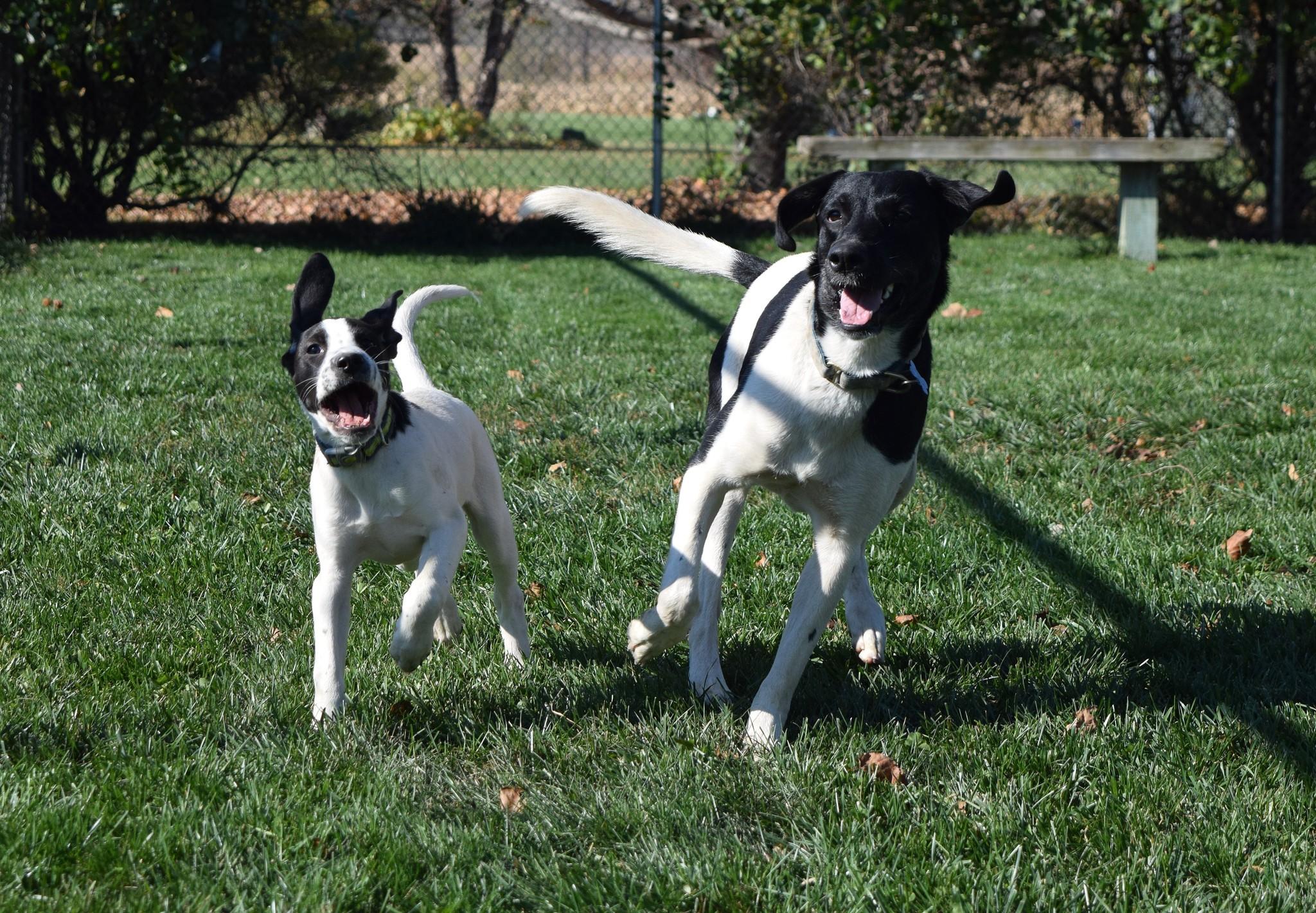 Florio, a Adoptable mixed breed in Tomah, WI image 4/5