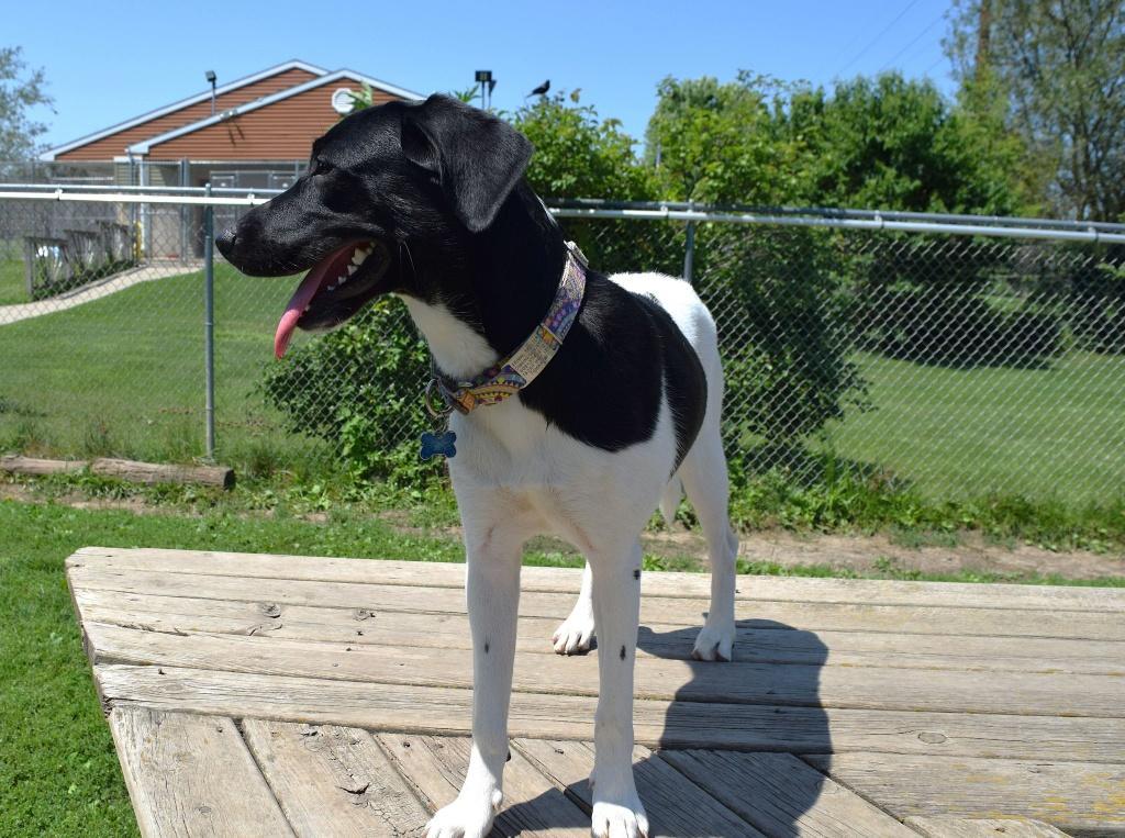 Florio, a Adoptable mixed breed in Tomah, WI image 2/5